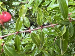 Punica