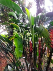 Heliconia