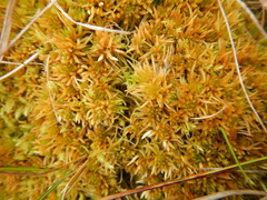Sphagnum teres