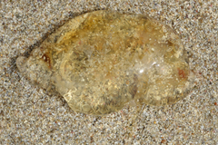 Scyphozoa