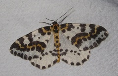 Abraxas grossulariata