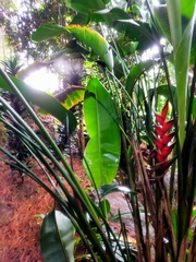 Heliconia