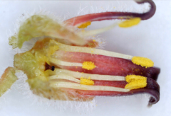 Commiphora mollis image