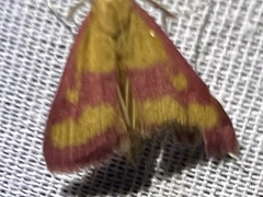 Pyrausta laticlavia