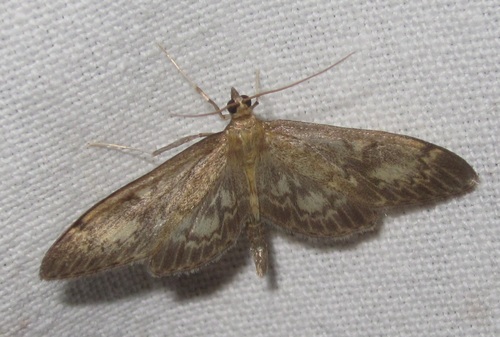 Anania lancealis