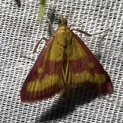 Pyrausta laticlavia