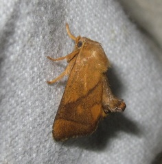 Apoda limacodes
