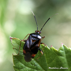 Deraeocoris ruber
