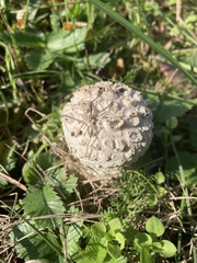 Lycoperdon marginatum