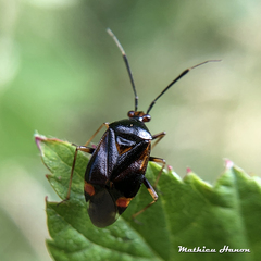 Deraeocoris ruber