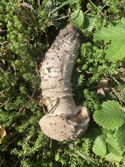 Lycoperdon marginatum