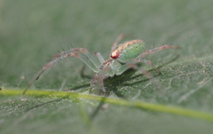 Araneus talipedatus