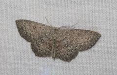Cyclophora pendularia