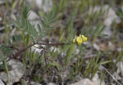 Hippocrepis ciliata