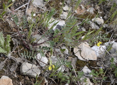 Hippocrepis ciliata