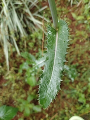 Sonchus arvensis
