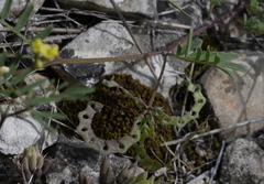 Hippocrepis ciliata