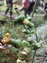 Sonchus arvensis