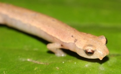 Nymph Salamander photo 2