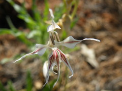 Gladiolus permeabilis