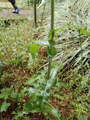 Sonchus arvensis