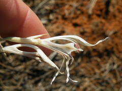 Gladiolus permeabilis