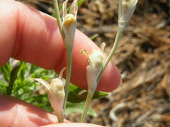 Gladiolus permeabilis