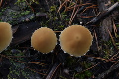 Cystoderma