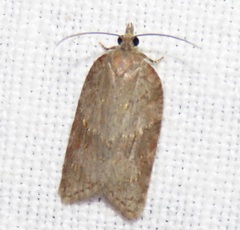 Acleris sparsana