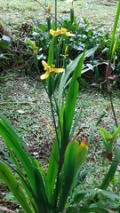 Trimezia steyermarkii