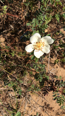 Rosa spinosissima