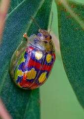Paropsisterna nobilitata