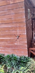 Argiope versicolor