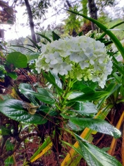 Hydrangea macrophylla