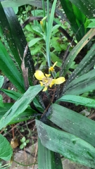 Trimezia steyermarkii
