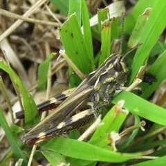 Chorthippus binotatus