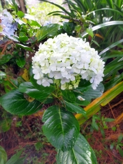 Hydrangea macrophylla