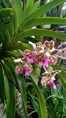 Vanda tricolor