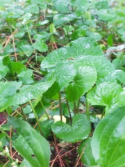 Centella asiatica
