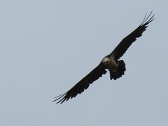 Gypaetus barbatus barbatus