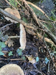 Chlorophyllum
