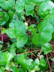 Centella asiatica