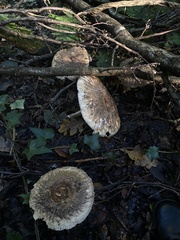 Chlorophyllum