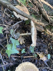 Chlorophyllum