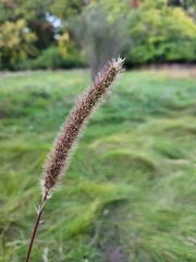 Setaria italica