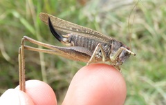 Platycleis albopunctata