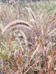 Setaria italica