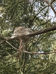 Rhipidura albiscapa
