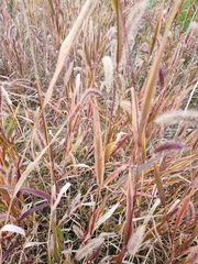 Setaria italica