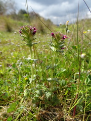 Parentucellia latifolia